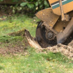 Stump,Grinder,In,Action