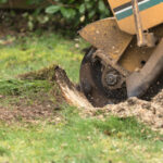 Stump,Grinder,In,Action