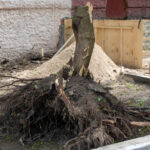 Poplar,Stump,And,Tree,Trunk,And,Roots,On,The,Ground,