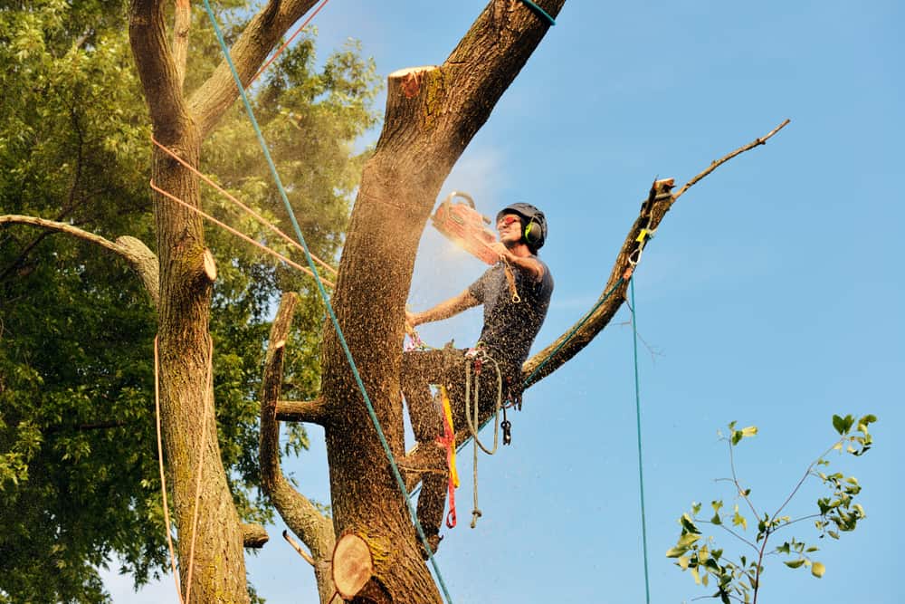 A person wearing safety gear uses a chainsaw to cut a large tree branch while secured with ropes high in a tree, as part of Junk Removal San Francisco County, CA, with sawdust flying and a clear blue sky in the background.
