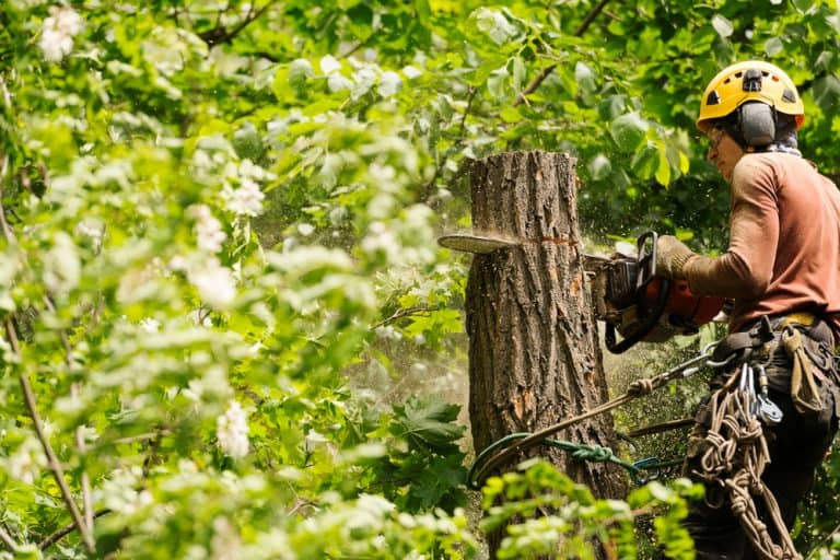 A person wearing safety gear and a helmet uses a chainsaw to cut down a tree trunk surrounded by green foliage&mdash;perfect for efficient Junk Removal in San Francisco County, CA. Sawdust is visible in the air.